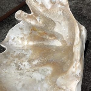riesenmuschel mördermuschel tridacna gigantea versteinert fossil poliert
